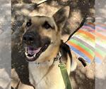 Small #1 German Shepherd Dog