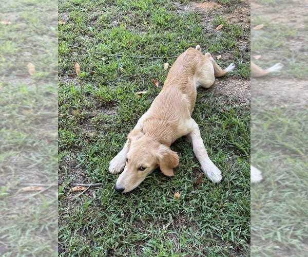 Medium Photo #12 Flat Coated Retriever-Golden Retriever Mix Puppy For Sale in SOMERVILLE, AL, USA