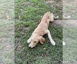 Small #11 Flat Coated Retriever-Golden Retriever Mix