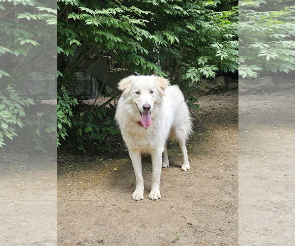 Medium Photo #2 Great Pyrenees-Unknown Mix Puppy For Sale in Croydon, NH, USA