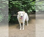 Small #1 Great Pyrenees Mix