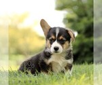 Image preview for Ad Listing. Nickname: Sabastian