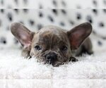 Small Photo #3 French Bulldog Puppy For Sale in PALM BEACH, FL, USA