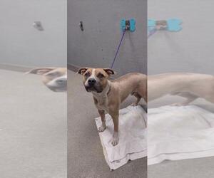Staffordshire Bull Terrier-Unknown Mix Dogs for adoption in Las Vegas, NV, USA