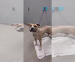 Small Staffordshire Bull Terrier Mix