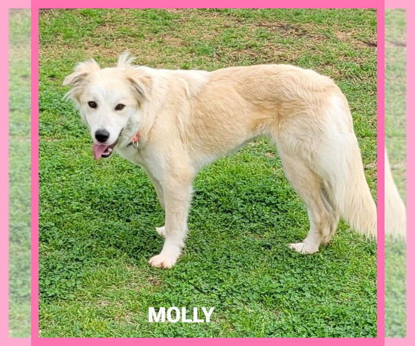 Medium Photo #1 Golden Retriever-Unknown Mix Puppy For Sale in Granbury, TX, USA