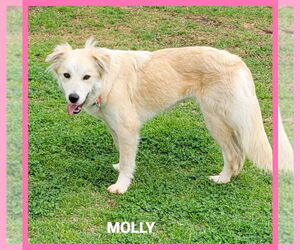 Golden Retriever-Unknown Mix Dogs for adoption in Granbury, TX, USA