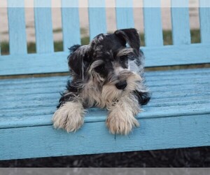 Schnauzer (Miniature) Puppy for sale in BARNESVILLE, KS, USA