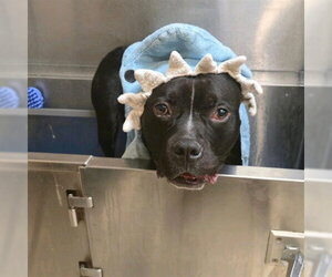 CAROB - Male American Staffordshire Terrier-Unknown Mix Dog for Adoption - Photo #2