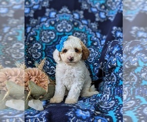 Poodle (Miniature) Puppy for sale in NEW HOLLAND, PA, USA