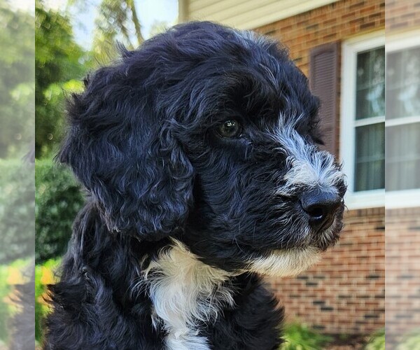 Medium Photo #6 F2 Aussiedoodle Puppy For Sale in COLUMBIA, TN, USA