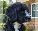 Small #5 F2 Aussiedoodle