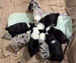 Small Photo #35 Australian Shepherd Puppy For Sale in SYLVA, NC, USA