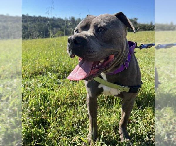 Medium Photo #2 Mutt Puppy For Sale in Santa Barbara, CA, USA