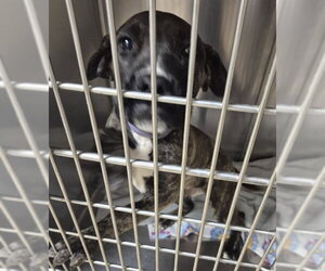 Plott Hound Dogs for adoption in Decatur, IL, USA