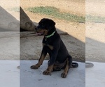 Small Photo #1 Rottweiler Puppy For Sale in YUCCA VALLEY, CA, USA