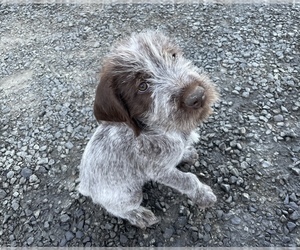 Wirehaired Pointing Griffon Puppy for sale in HALSEY, OR, USA
