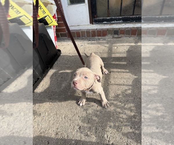 Medium Photo #4 American Bully Puppy For Sale in BUFFALO, NY, USA