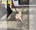 Small #3 American Bully
