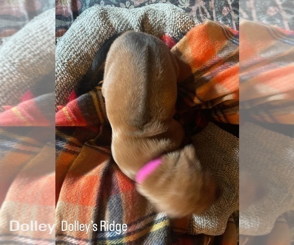Medium Photo #12 Rhodesian Ridgeback Puppy For Sale in BOISE, ID, USA