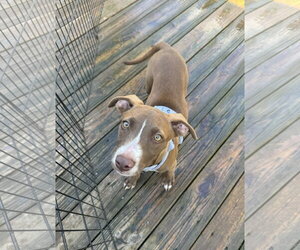 Kiwi - Female Mutt Dog for Adoption - Photo #4
