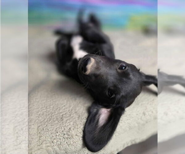 Medium Photo #2 Dachshund-Labrador Retriever Mix Puppy For Sale in Lakewood, CO, USA