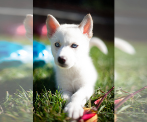 Pomsky Puppy for sale in SIMI VALLEY, CA, USA