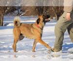 Small Photo #19 Estrela Mountain Dog Puppy For Sale in Cherryville, British Columbia, Canada