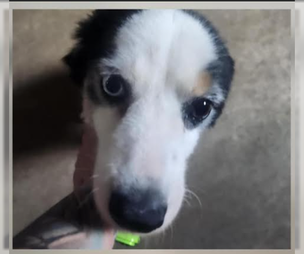 Medium Photo #1 Australian Shepherd-Unknown Mix Puppy For Sale in Cranston, RI, USA
