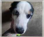Small Australian Shepherd Mix