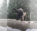 Small Photo #4 French Bulldog Puppy For Sale in SPENCER, TN, USA