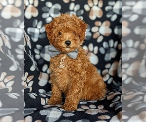 Poodle (Miniature) Puppy for sale in LEOLA, PA, USA