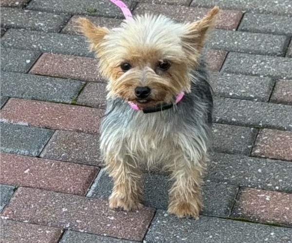 Medium Photo #6 Yorkshire Terrier Puppy For Sale in MANSFIELD, MO, USA