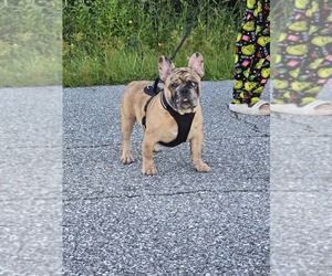 French Bulldog Puppy for sale in NORTH PORT, FL, USA