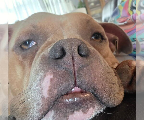 Medium Photo #12 American Bulldog Puppy For Sale in Brights Grove, Ontario, Canada