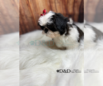 Small Photo #20 Shih Tzu Puppy For Sale in RIPLEY, MS, USA