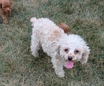 Small Photo #37 Cockapoo Puppy For Sale in GOSHEN, IN, USA