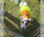 Small #1 Whippet Mix