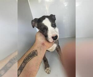 American Pit Bull Terrier-Unknown Mix Dogs for adoption in Houston, TX, USA