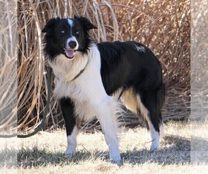 Father of the Border Collie puppies born on 02/21/2023