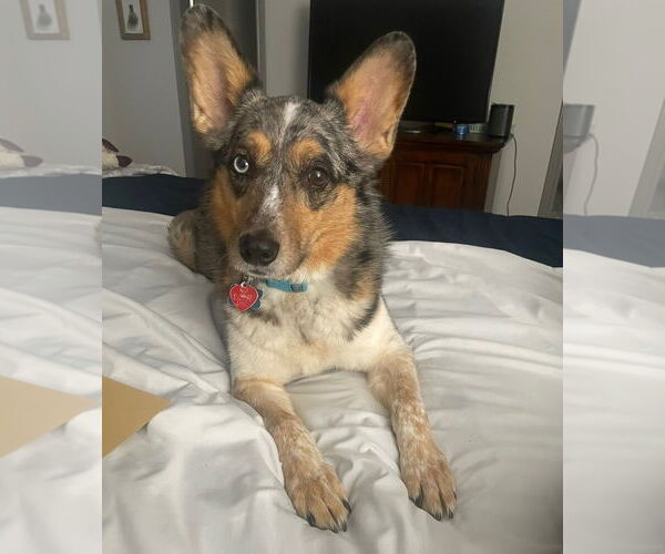 Medium Photo #2 Mutt Puppy For Sale in Dallas, TX, USA