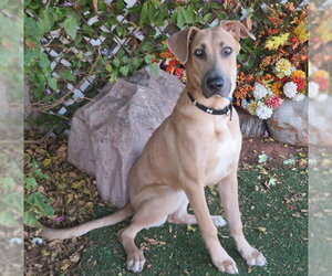 Great Dane-Unknown Mix Dogs for adoption in Oklahoma City, OK, USA