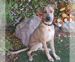 BRANDI - Female Great Dane-Unknown Mix Dog for Adoption - Small photo
