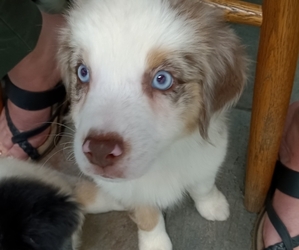 Australian Shepherd Puppy for sale in DUNNELLON, FL, USA