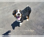 Small #9 Bernese Mountain Dog