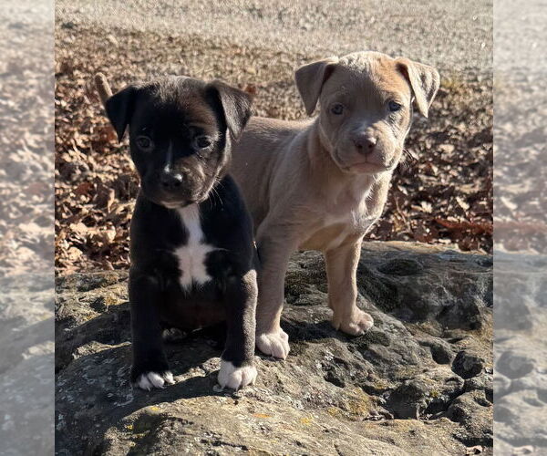 Medium Photo #2 Mutt Puppy For Sale in Claremore, OK, USA