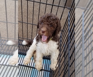 Poodle (Standard) Puppy for sale in FLEMINGTON, NJ, USA