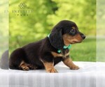Small Photo #4 Dachshund Puppy For Sale in ANNVILLE, PA, USA