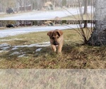 Small Photo #5 German Shepherd Dog Puppy For Sale in BRAINERD, MN, USA