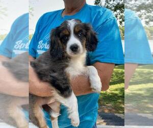 Australian Shepherd-Cavalier King Charles Spaniel Mix Puppy for sale in WARSAW, MO, USA
